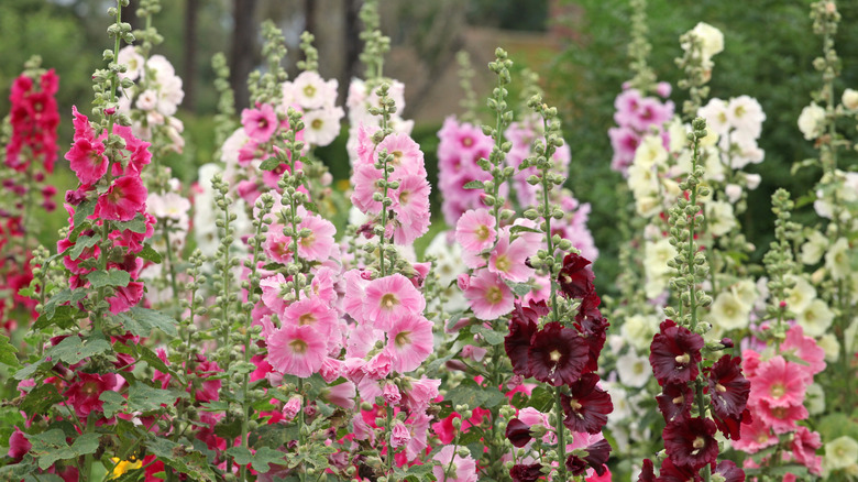 Red, pink, and white flowering hollyhock