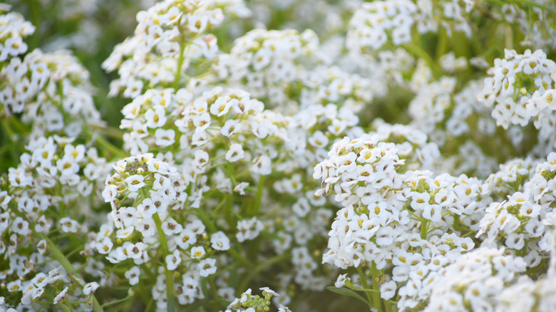 Tiny white flowers on sweet alyssum plant