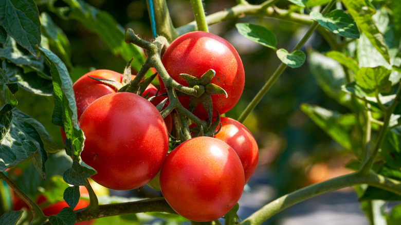 Ripe, red tomatoes on vine
