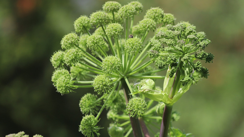 Angelica stalk and flowers up close