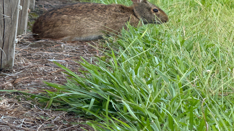 rabbit sitting outside a garden fence
