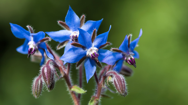 cluster of star-shaped blooms and buds on the head of a borage plant