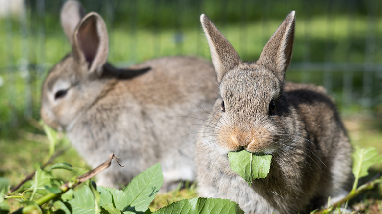 two rabbits chewing on leaves in a garden