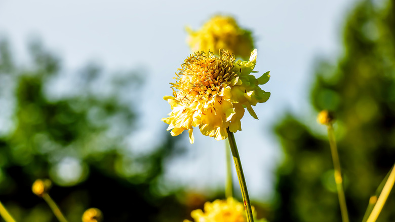 Giant Scabious flowers in bloom