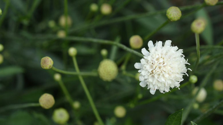 One white Giant Scabious bloom surrounded by several small buds