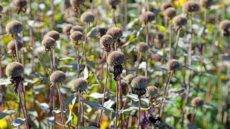 Wild bergamot seed heads up close