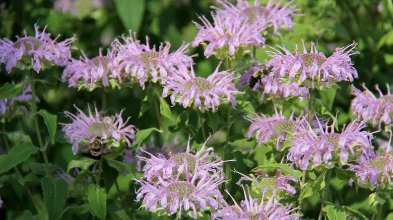 Wild bergamot flowers in the sunshine with a bee resting on one
