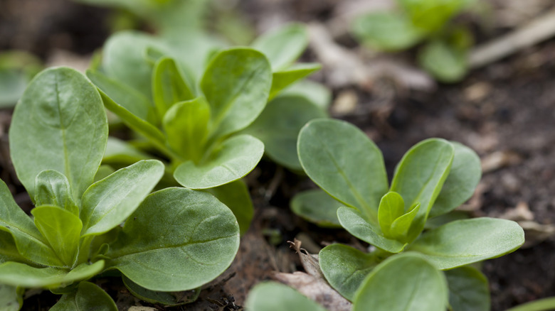 Corn salad seedlings in soil