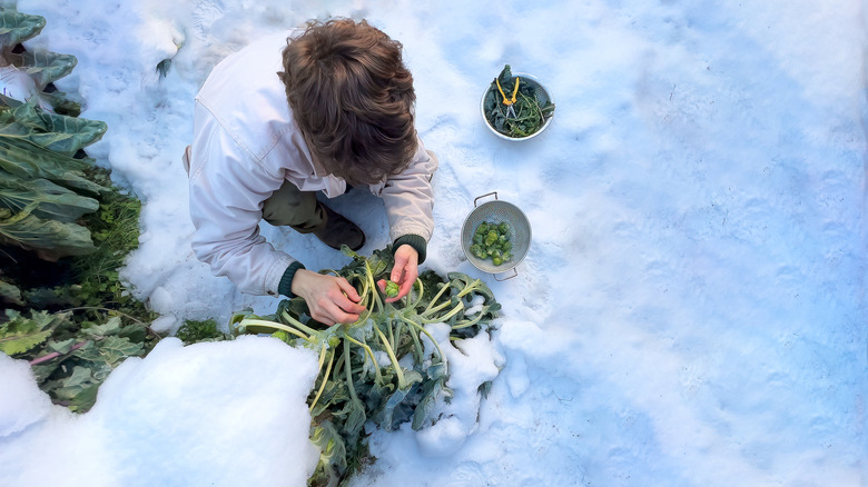 Overhead view of boy harvesting vegetables in the snow