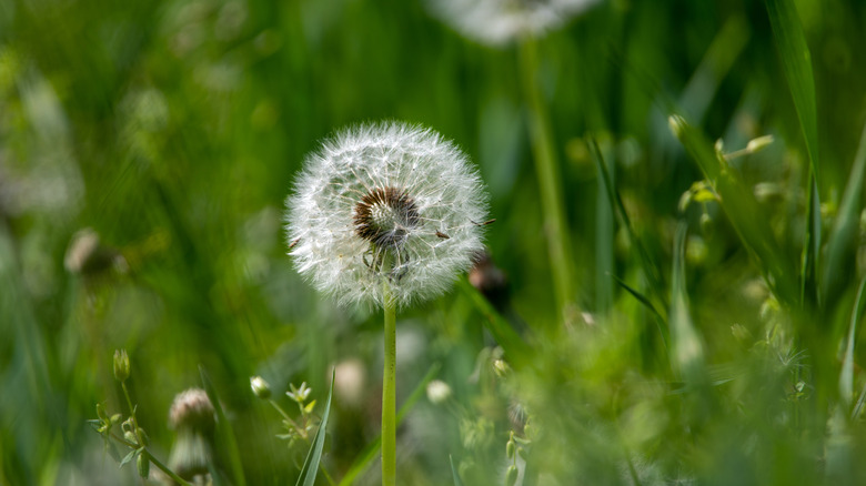 dandelions in the yard