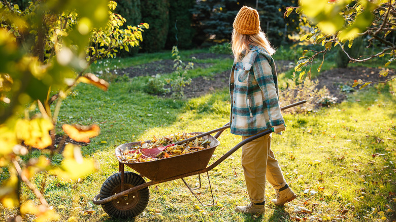 Female gardener pushing wheelbarrow of leaves stops to look at garden