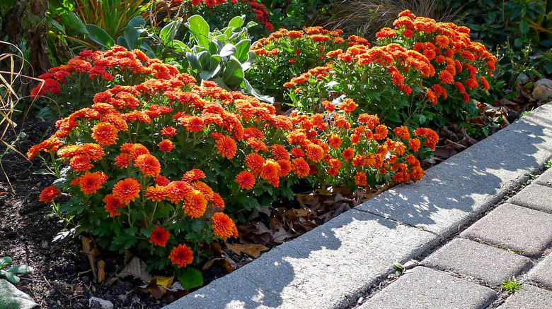 Orange mums in sunny spot