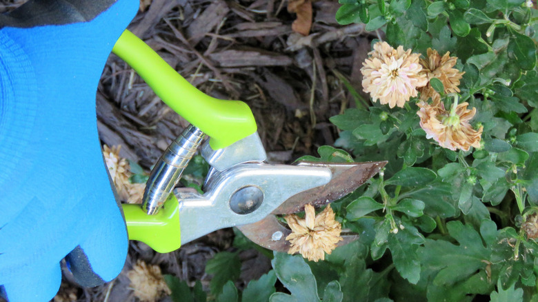Pruning mum