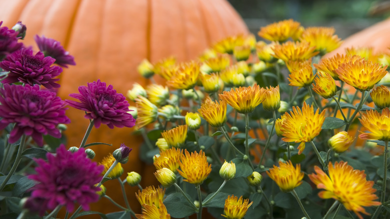 Mums and pumpkin