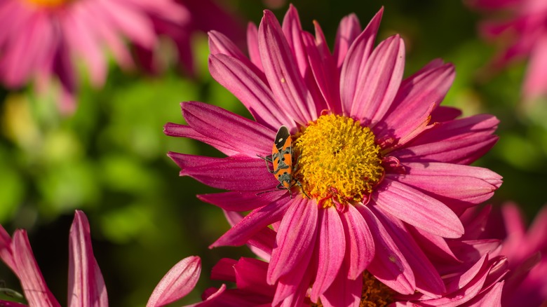 Beetle on mum