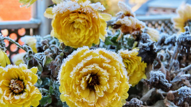 Snow on mums