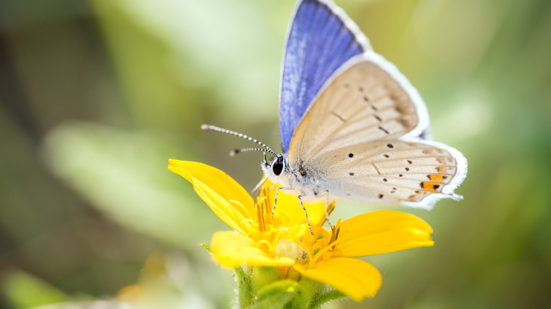 butterfly on green-and-gold flower