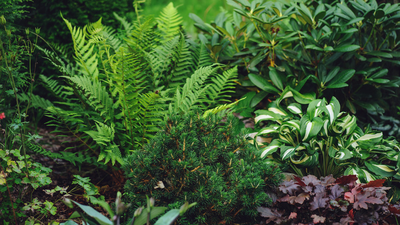 plants in a shade garden