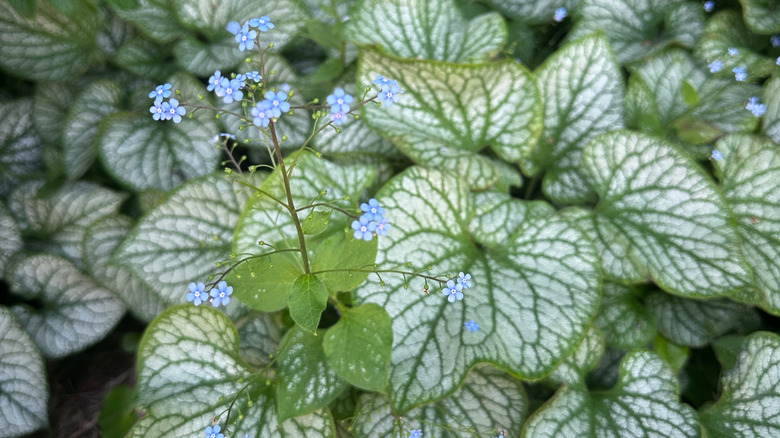 Siberian bugloss plant with varigated white and green leaves with blue flowers