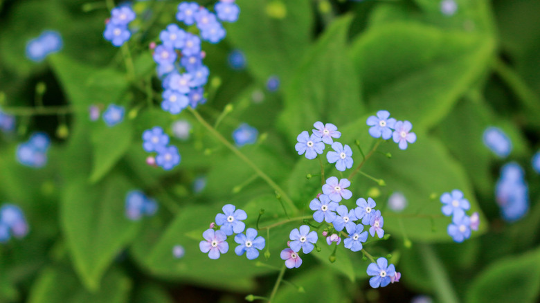 Close up of blue flowers on Siberian bugloss plant