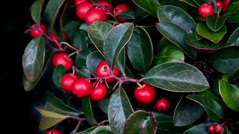 A close-up of red berries on an American wintergreen