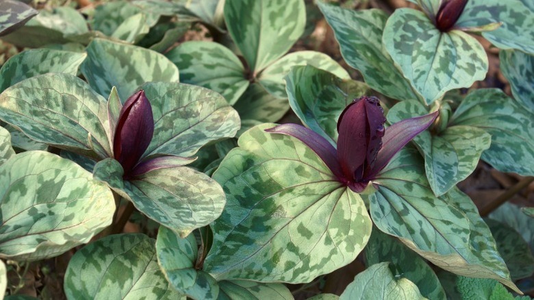 A mass planting of little sweet Betsy with maroon flowers.