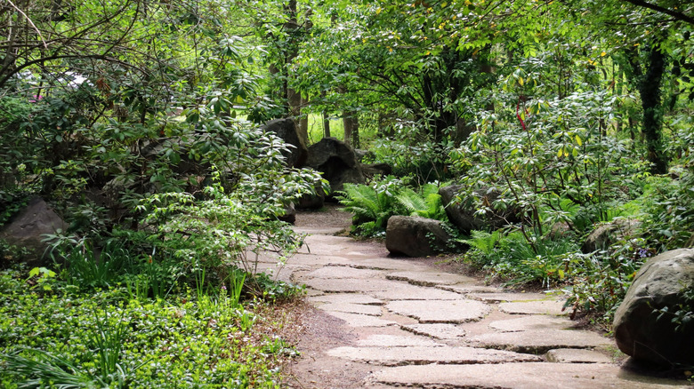 A woodland garden with a path running through the center.