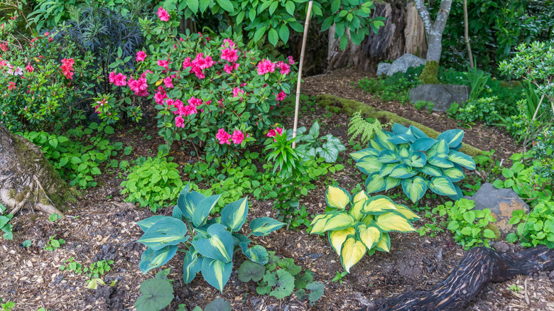 azalea and hostas