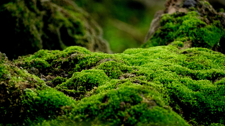 bright green moss