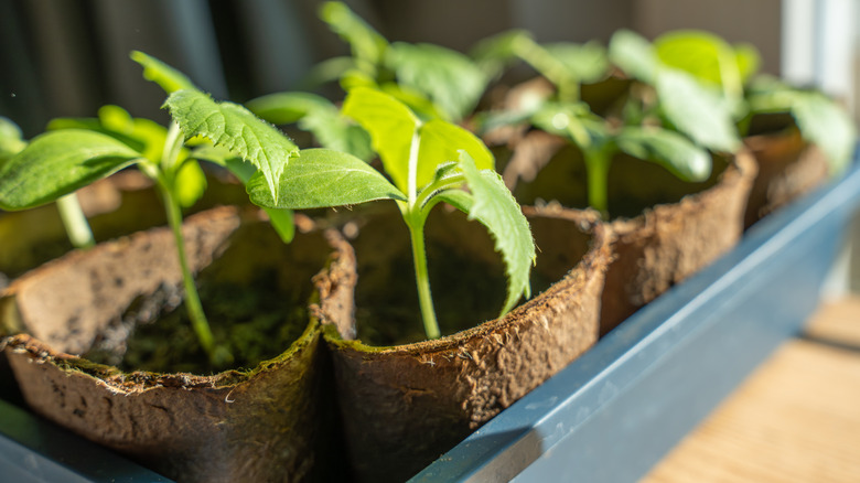 close up of seedlings sitting in a tray