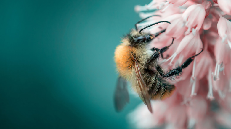 A closeup of a honeybee collecting pollen from a pink flower