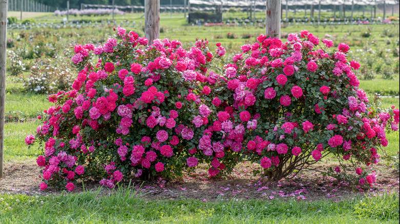 Two pink 'Highwire Flyer" rose bushes next to each other