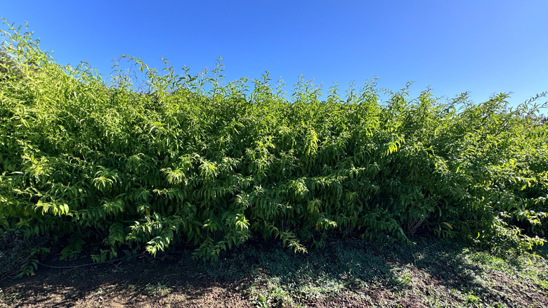 A row of night-blooming jasmine shrubs growing as an informal hedge