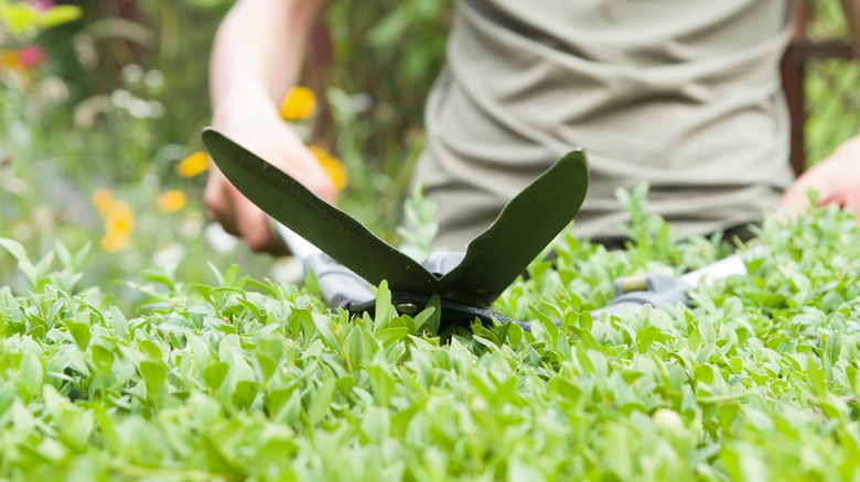 Gardener clipping a hedge with hand shears