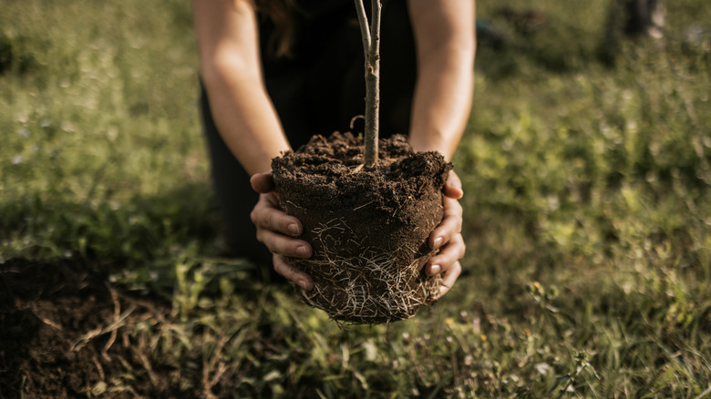 Two hands hold a root ball for a shrub being planted.