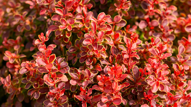 the bold red foliage of 'Orange Rocket' barberry
