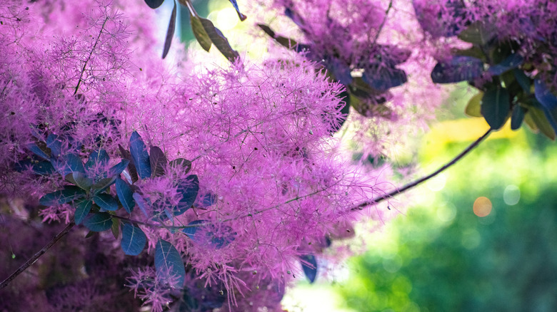 Vibrant purple smokebush flowers.