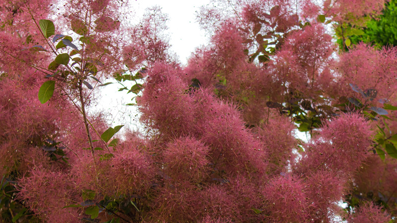 Bush of Cotinus Coggygria shrub that's also commonly known as royal purple smokebush, smoke tree and purple smoke tree.