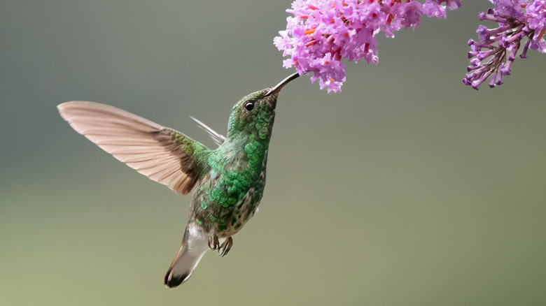 A green hummingbird drinking nectar from a pink flower