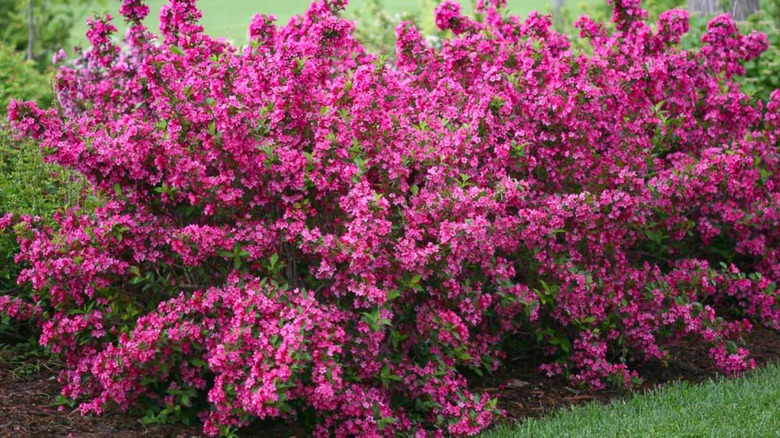 A re-blooming pink weigela from the Proven Winners Sonic Bloom series