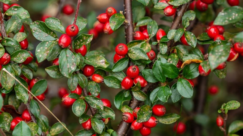 Ripe red berries of Autumn Inferno cotoneaster