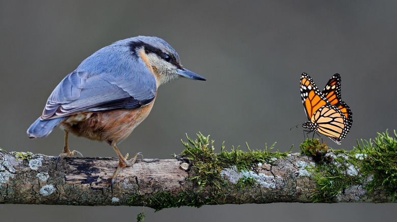 A blue bird and a butterfly sitting on a tree's branch