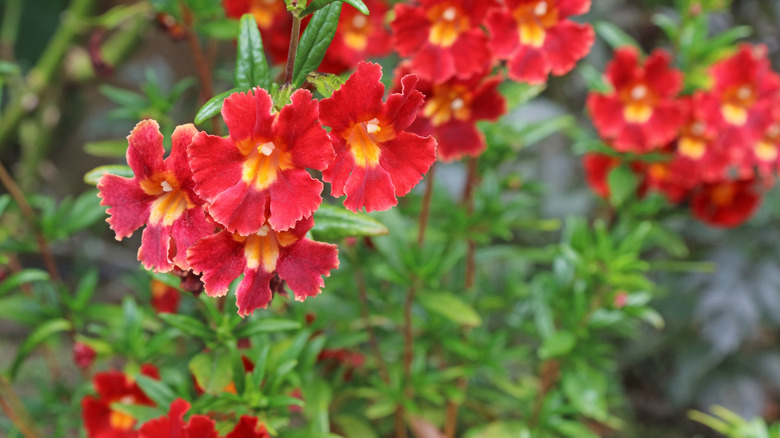 Close up of yellow and orange bush monkey flowers