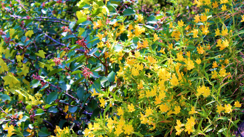 A bush monkey flower shrub with yellow flowers