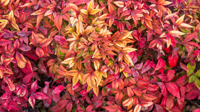 The red and orange foliage of the Nandina domestica 'AKA' Blush Pink