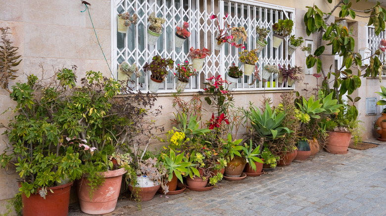 A patio outside a house with a range of colorful shrubs and flowers in pots