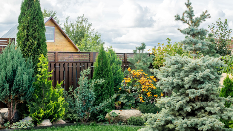 A backyard with various shrubs and trees