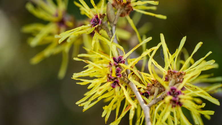 Close up of yellow witch hazel flowers