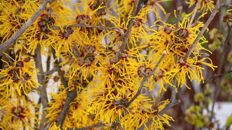 Yellow witch hazel flowers and branches