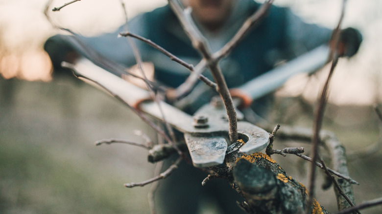 A person uses loppers to cut a dormant branch of a vine.